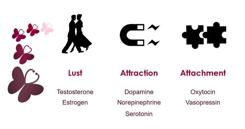 Effects On Attraction And Chemistry